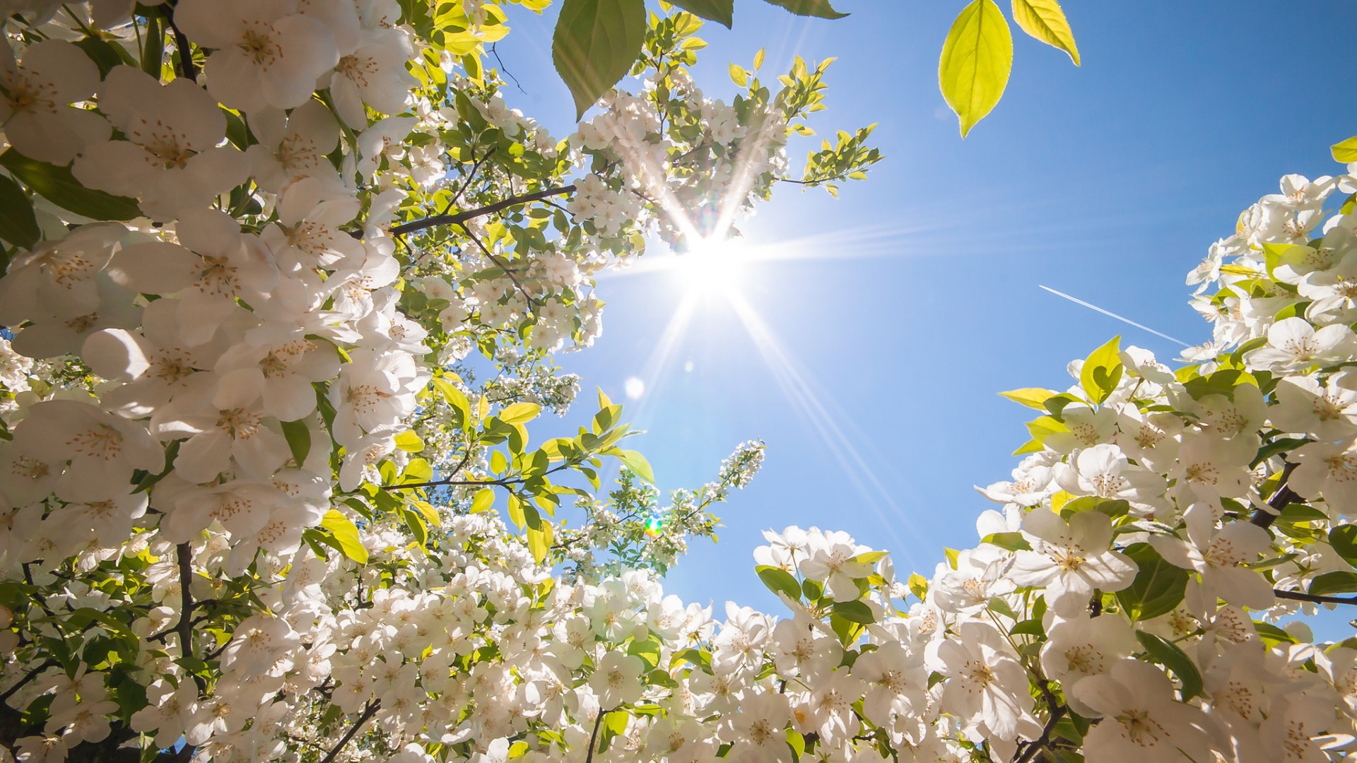 Spring-HD-Background-